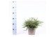 Juniperus communis repanda 