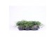 Juniperus horizontalis wiltonii 