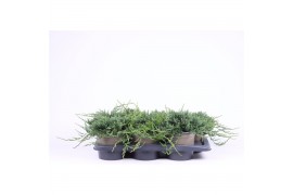 Juniperus horizontalis wiltonii