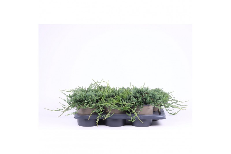 Juniperus horizontalis wiltonii 