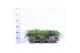Juniperus horizontalis wiltonii 