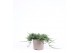 Juniperus horizontalis wiltonii 