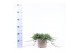 Juniperus horizontalis wiltonii 