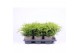 Juniperus x pfitzeriana old gold 