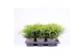 Juniperus x pfitzeriana old gold