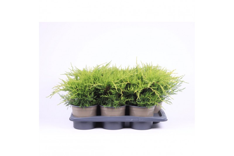 Juniperus x pfitzeriana old gold 