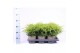 Juniperus x pfitzeriana old gold 