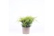 Juniperus x pfitzeriana old gold 