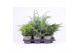 Juniperus mix mixtray 