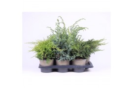 Juniperus mix mixtray