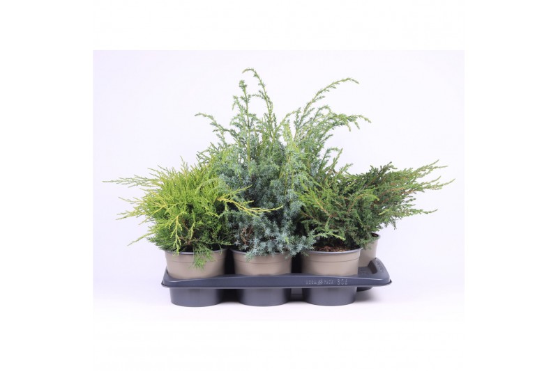 Juniperus mix mixtray 