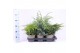 Juniperus mix mixtray 