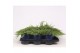 Juniperus communis green carpet 
