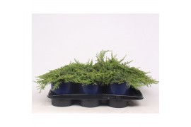 Juniperus communis green carpet