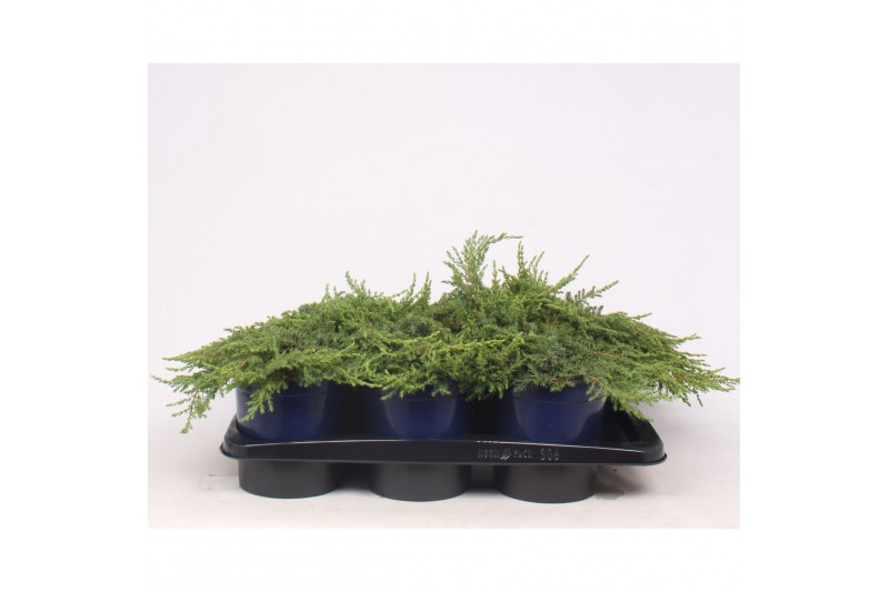 Juniperus communis green carpet 