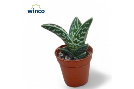 Aloe variegata