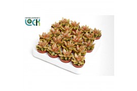Sedum adolphii