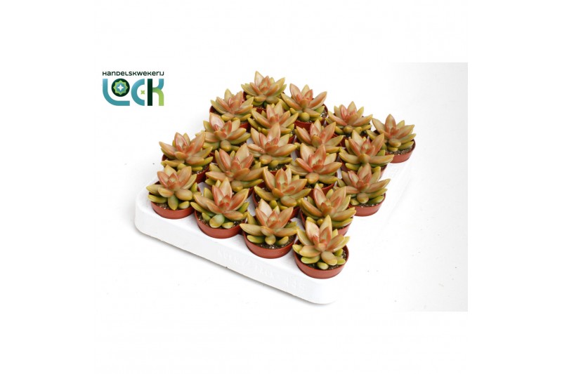 Sedum adolphii 
