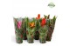 Bromelia mix Junlge hoes - Cupcake mix 