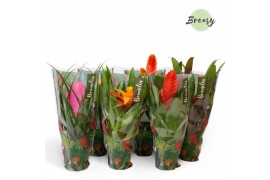 Bromelia mix Junlge hoes - Cupcake mix