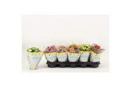 Kalanchoe blossfeldiana gevuld mix Catchy Season Mix