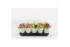 Kalanchoe blossfeldiana gevuld mix Catchy Season Mix 