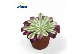 Aeonium Aeonium Red Copper 1 pp