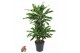 Dracaena fragr. golden coast 45-carrousel 