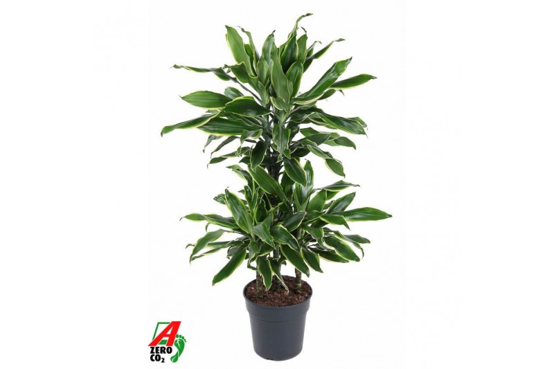 Dracaena fragr. golden coast 45-carrousel Dracaena fragr. golden coast 45-carrousel