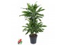 Dracaena fragr. golden coast 45-carrousel