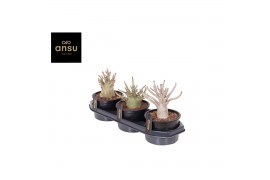 Adenium ansu baobab (niet bloeiend)