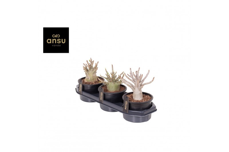 Adenium ansu baobab (niet bloeiend) 