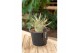 Adenium ansu baobab (niet bloeiend) 