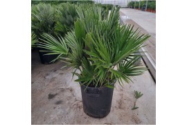 Chamaerops humilis vulcano