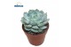 Echeveria Derenbergii Blue 