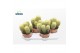 Cactus Notocactus leninghausii 