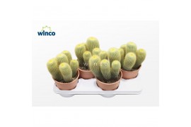 Cactus Notocactus leninghausii