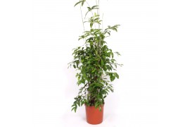 Dracaena surculosa