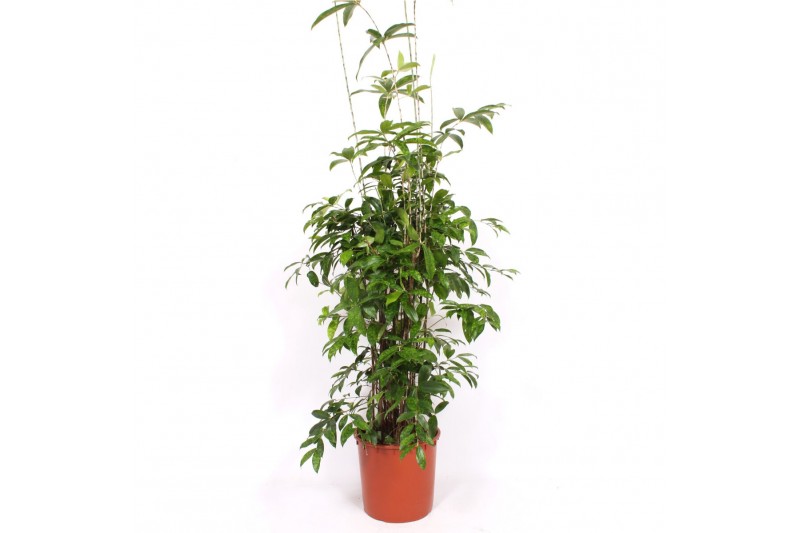 Dracaena surculosa 
