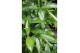 Dracaena surculosa 