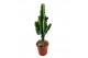 Euphorbia eritrea 
