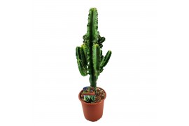 Euphorbia eritrea