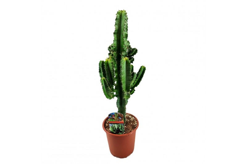 Euphorbia eritrea 