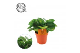 Peperomia obtusifolia green gold