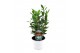 Laurus nobilis 