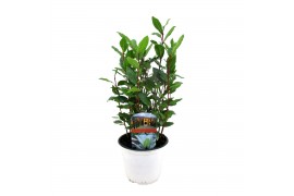 Laurus nobilis