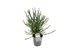 Vaste planten ozothamnus diosmifolius