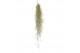 Tillandsia usneoides 