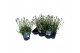 Lavandula aromance white Lavandula ang. Aromance White 