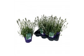 Lavandula aromance white Lavandula ang. Aromance White